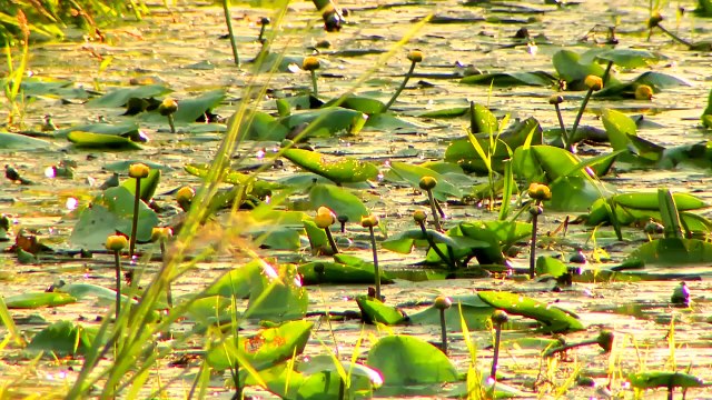 Piosenki dla Dzieci - Skrzat Bajorek - piosenka o stawie