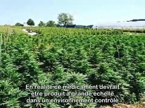 Run From The Cure (Huile de cannabis de Rick Simpson RSO) (STFR)