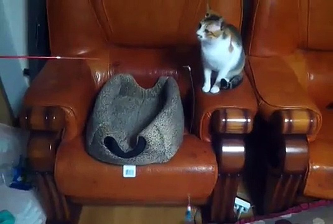 Chats amusants ! 1 chat tient une canne à pêche et l'autre essaie d'attraper l'appat ! héhé