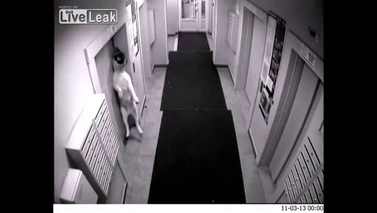 Un chien oublié devant l'ascenceur en marche