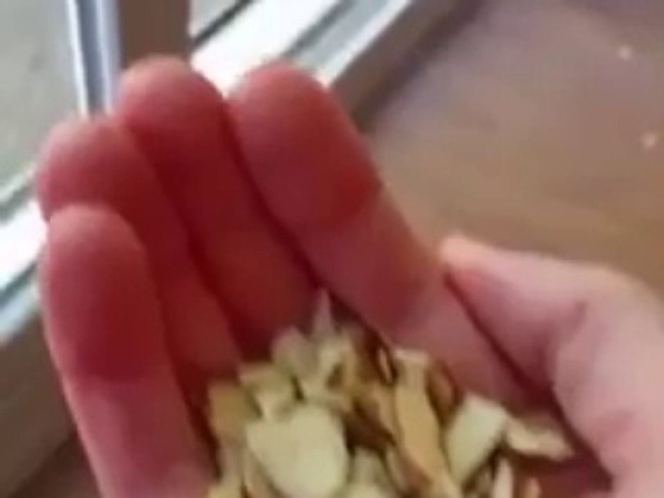 Attention !!! Ne pas donner à manger aux écureuils !