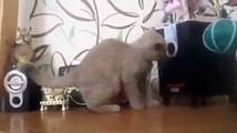 DINGUE ! Un chaton essaie d'attraper les basses d'un caisson