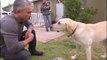 Cesar Millan dresseur professionnel se fait mordre par un labrador