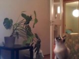 Ce chat est prodigieux ! Il arrive à sauter au plafond ... ou pas ! MDR !