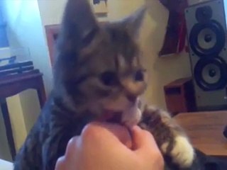 Minouche ! Selfie d'un chaton adorable !