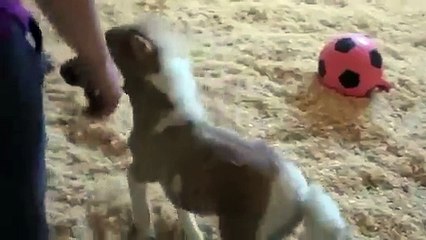 HIHIHI ! Adorable mimi cheval !