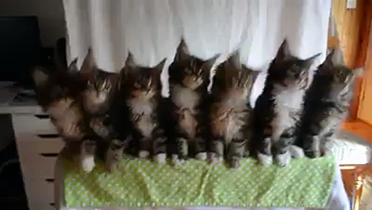 FAN DE CHATS ! Je surKIFFE cette vidéo ! 7 chatons adorables