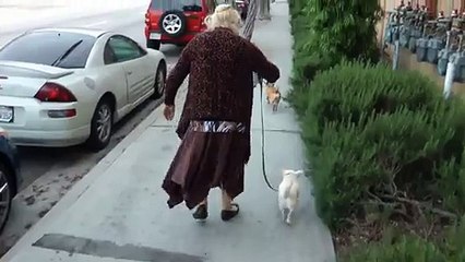 HAHAHA ! Ce que réalise ce chien est hallucinant !!