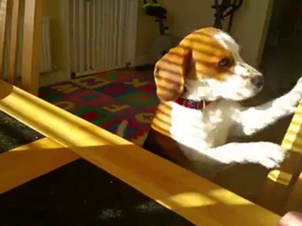 Cet adorable chien affamé échange volontier son jouet contre un bon repas