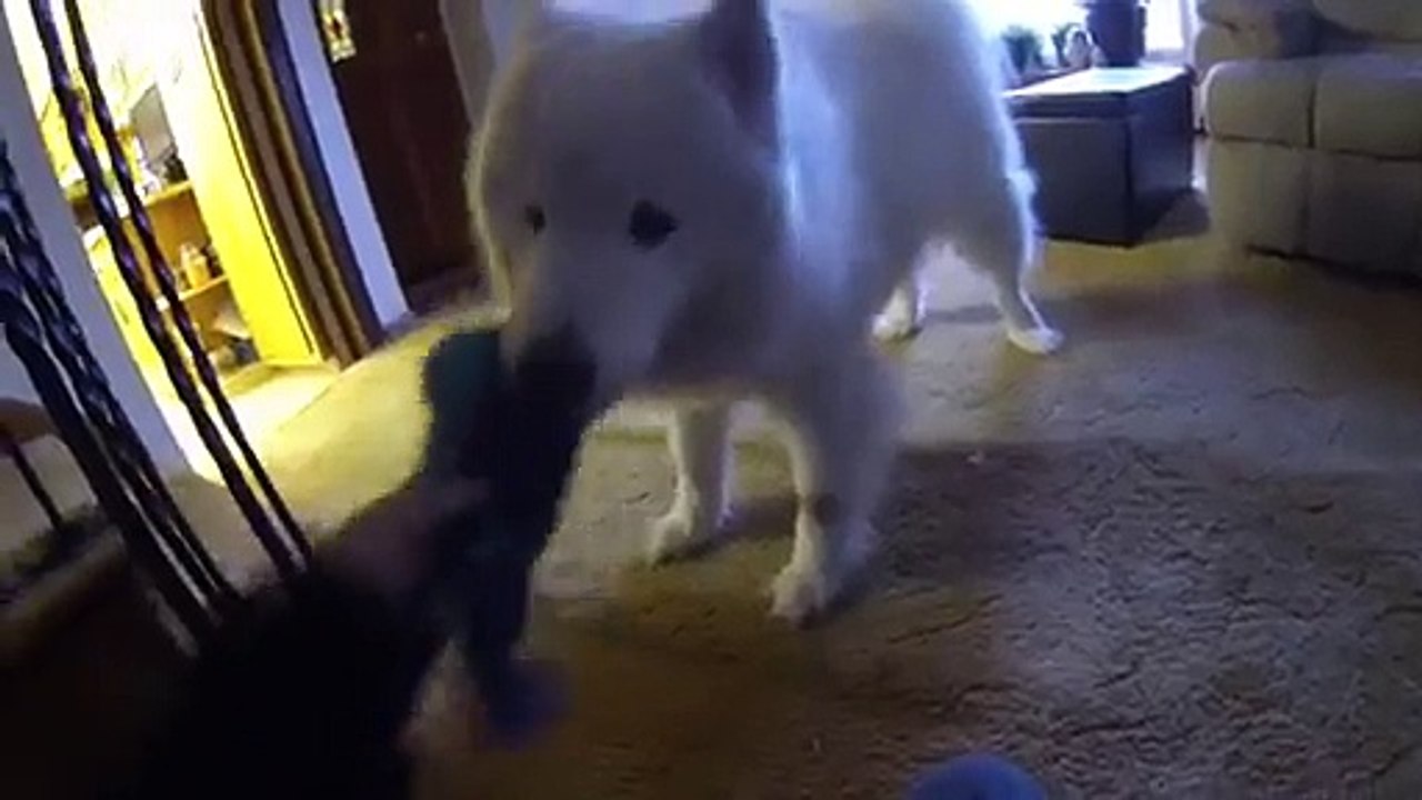 INSOLITE ! Ce chien est très très poilu ! Regardez !