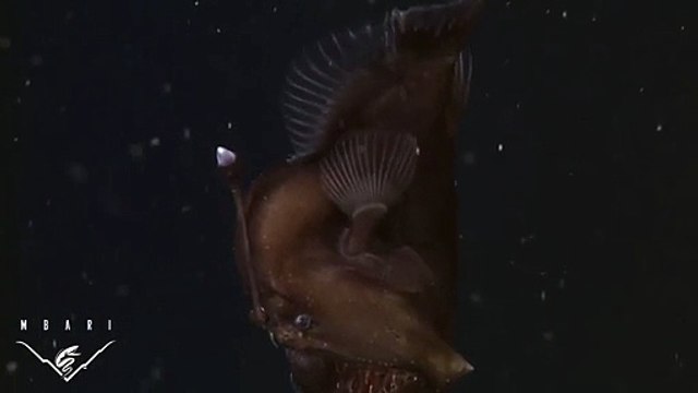 Vidéo exclusive ! Un monstre des mers filmé pour la première fois !