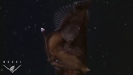 Vidéo exclusive ! Un monstre des mers filmé pour la première fois !