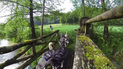 Voici ma vie avec 17 Huskies ! Filmé en Go Pro !