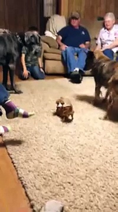 Un très grand dogue allemand a peur d'un minuscule chihuahua. PTDR !