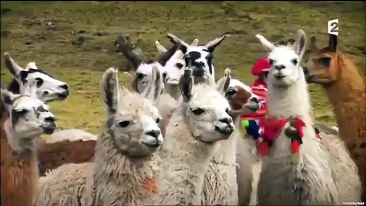 MOUARF BIG HONTE ! Arthur se fait cracher dessus par un lama !