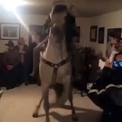 WTF ? Un cheval danse dans une maison ???