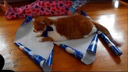 Faire de votre chat un cadeau de Noël ... sans broncher !