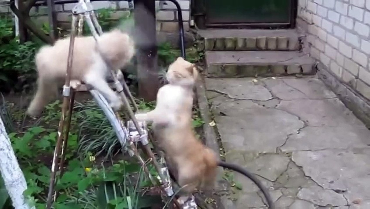 Quand les chats se lancent dans le death metal ! Dingue !