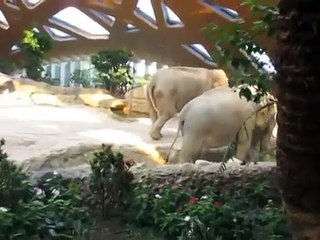 Cet éléphanteau est dans une position délicate. Ce qui va arriver est inespéré !