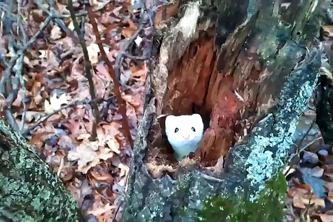 Cette adorable hermine joue à cache-cache dans un tron d'arbre !