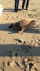 Super moment tendresse entre un phoque et un chien !