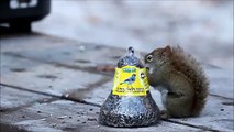 Un écureuil protège sa grande trouvaille ... de la nourriture pour oiseaux !