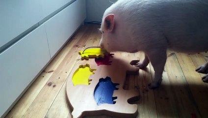 Qui a dit que les cochons n'étaient pas intelligents ? Celui-ci va vous surprendre !