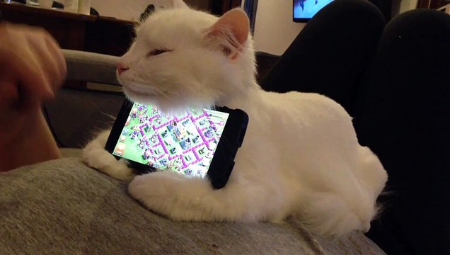 Comment utiliser son chat pour maintenir son smartphone ! Pratique pour Clash of Clans !