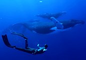 FREEDIVING WITH HUMPBACK WHALES