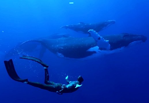 FREEDIVING WITH HUMPBACK WHALES