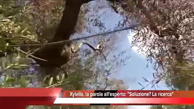 'Corri a Lecce', tutto pronto per la mezza maratona nazionale, Tg 11 Marzo 2015