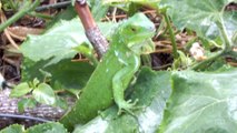 Iguana, Coamo Puerto Rico