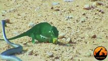 Boomslang Snake vs Chameleon