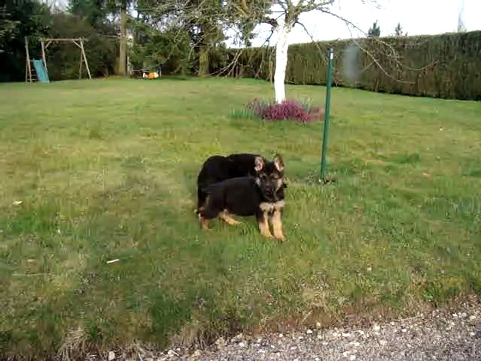 2015- chiots berger allemand lof : de IKA du Chemin d'Eden et HILTON du V.A.