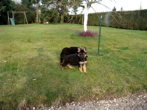 2015- chiots berger allemand lof : de IKA du Chemin d'Eden et HILTON du V.A.
