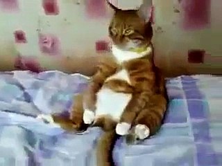 Kot-smotrit-mulytiki_3gp