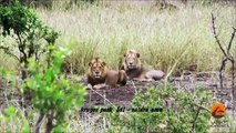 Male Lions Kill Buffalo Mother _ Calf