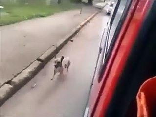 INSOLITE : ce chien suit son maitre jusqu'à l'hôpital