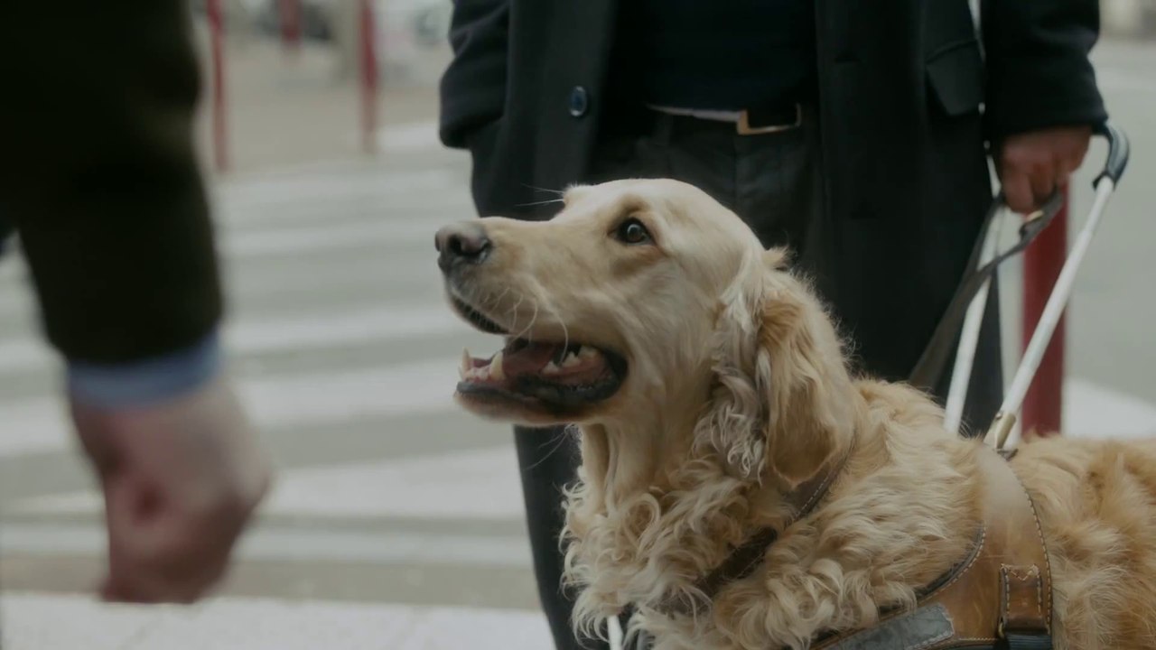 « Partout avec mon chien guide » : l'hilarant clip de campagne
