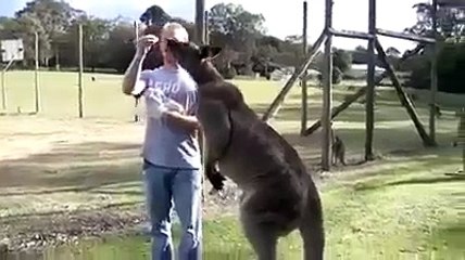 Huge Kangaroo Encounter 🦘