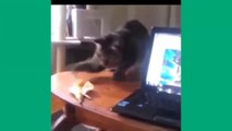 Today's Top 8 Super-Funny and Cute Cat and Kitten Vine Videos 011