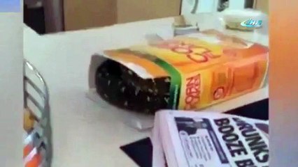 Mısır gevreği kutusunda öyle bir şey çıktı ki !