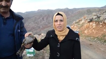 Okula Giren Atmaca Doğaya Bırakıldı