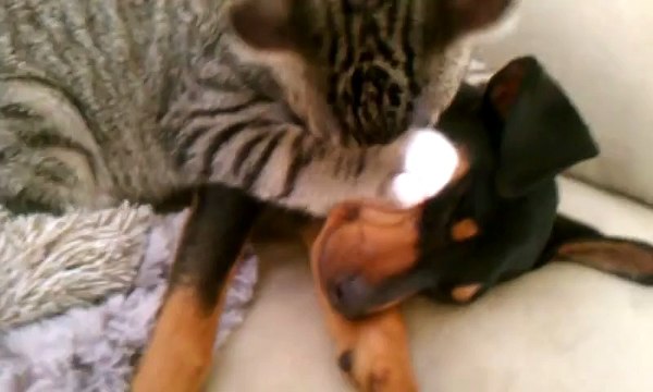 When a cat takes care of a sick dog. Amazing animal friendship!