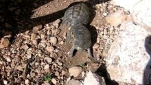 tortue ninja