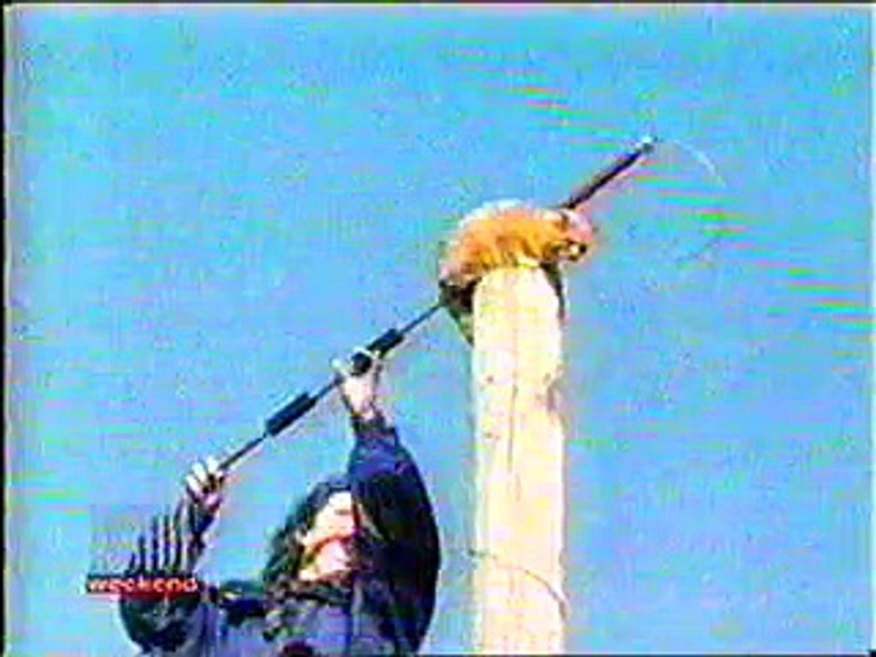 funny moments - cat