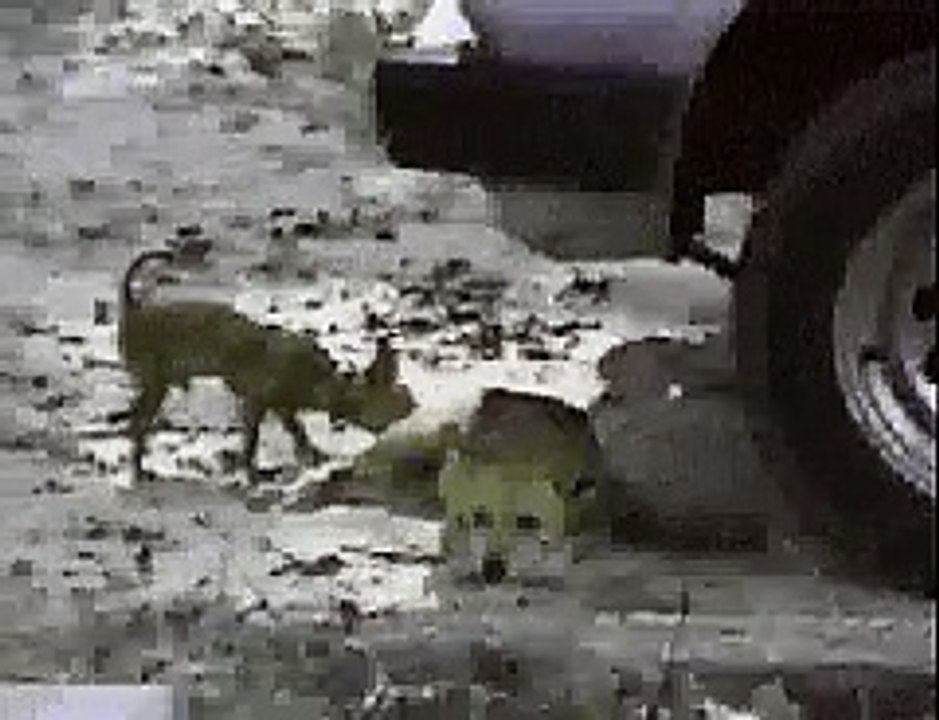 Funny moments - little dog fights back