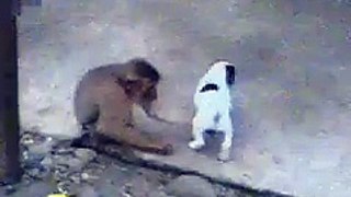 Animal funny moments - Monkey Laughing At Dog