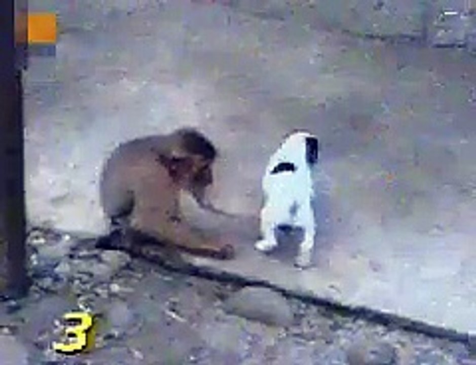 Animal funny moments - Monkey Laughing At Dog