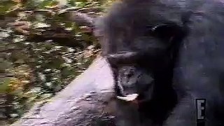 monkey smells his ass